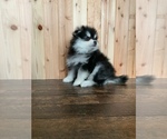 Small Photo #11 Pomsky Puppy For Sale in STAPLES, MN, USA