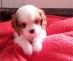Small Photo #5 Cavalier King Charles Spaniel Puppy For Sale in MILLERSBURG, OH, USA