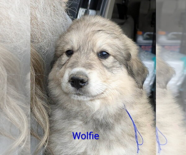 Medium Photo #1 Golden Pyrenees Puppy For Sale in Aurora, IN, USA