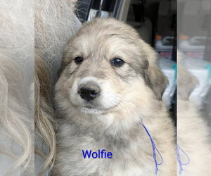 Golden Pyrenees Dogs for adoption in Aurora, IN, USA