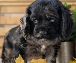 Small #8 Cocker Spaniel
