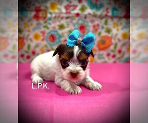 Yorkshire Terrier Puppy for sale in WINNSBORO, LA, USA