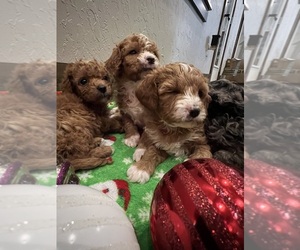 Cavapoo Puppy for sale in NORWOOD, MO, USA