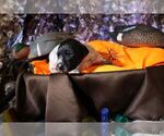 Puppy Puppy 10 German Shorthaired Pointer
