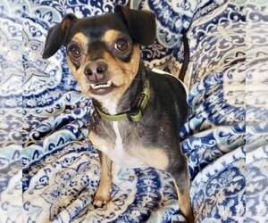 Miniature Pinscher-Unknown Mix Dogs for adoption in New Oxford , PA, USA