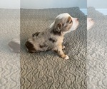 Small Photo #11 Miniature Australian Shepherd Puppy For Sale in ARDMORE, OK, USA