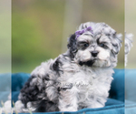 Small Photo #111 Maltipoo (Miniature) Puppy For Sale in WARSAW, IN, USA