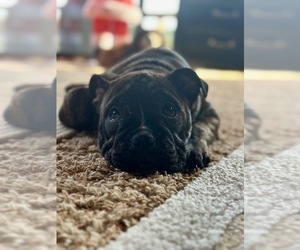 Bulldog Puppy for sale in GLADWIN, MI, USA