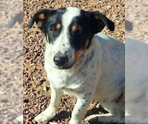 Jack Russell Terrier-Unknown Mix Dogs for adoption in Los Lunas, NM, USA