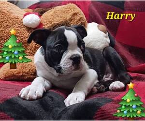 Boston Terrier Puppy for sale in BROOKSVILLE, FL, USA