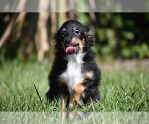 Miniature Australian Shepherd Puppy for sale in PALM COAST, FL, USA