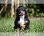 Image preview for Ad Listing. Nickname: Peanut Butter