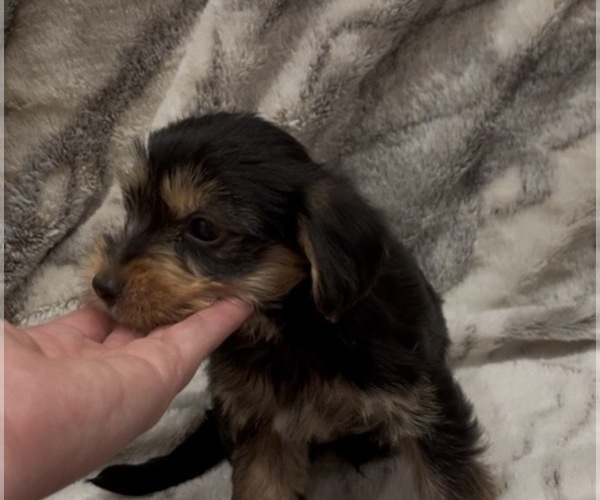 Medium Photo #8 Yorkshire Terrier Puppy For Sale in MOUNT CARMEL, PA, USA