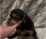 Small #7 Yorkshire Terrier
