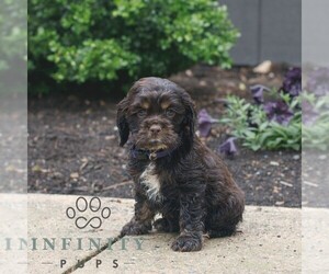 Cocker Spaniel Puppy for sale in NARVON, PA, USA