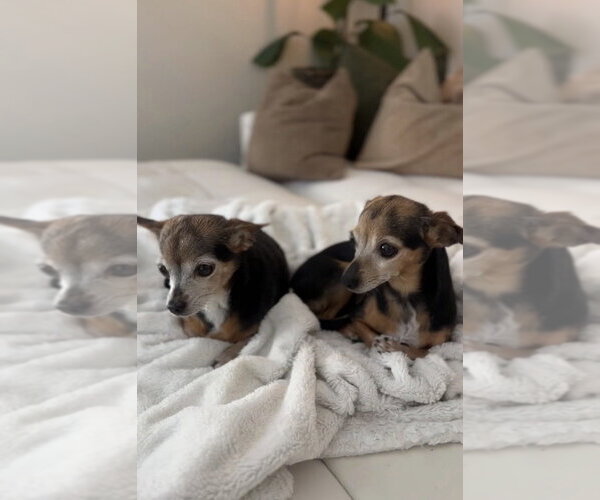 Medium Photo #2 Chihuahua Puppy For Sale in Dana Point, CA, USA