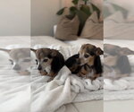 Small #1 Chihuahua