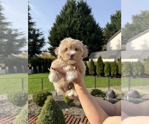 Shorkie Tzu Puppy for sale in VANCOUVER, WA, USA