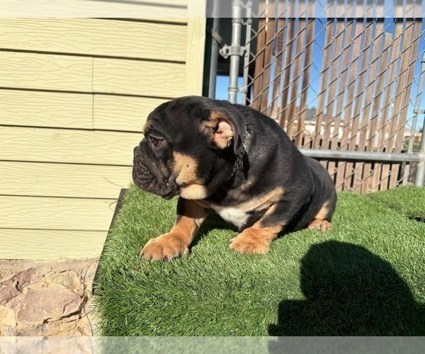 Medium Photo #23 English Bulldog Puppy For Sale in WEST HOLLYWOOD, CA, USA
