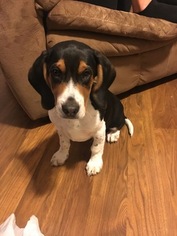 Beagle Puppy for sale in BREMERTON, WA, USA