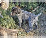 Small Photo #88 German Shorthaired Pointer Puppy For Sale in EVANSVILLE, WY, USA
