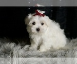 Small #6 Maltese