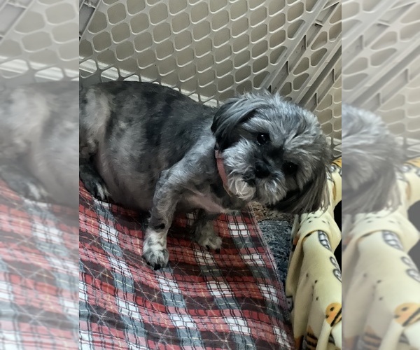 Medium Photo #1 Shih Tzu Puppy For Sale in GUTHRIE, KY, USA