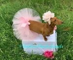 Small Photo #1 Dachshund Puppy For Sale in COPPERAS COVE, TX, USA