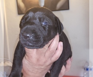 Doberman Pinscher Puppy for sale in TEMECULA, CA, USA