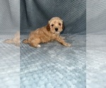 Puppy Puppy 3 Cavapoo mix (+ Poodle Miniature)
