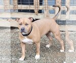 Small Photo #1 American Pit Bull Terrier-Unknown Mix Puppy For Sale in Visalia, CA, USA