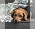 Small #4 Dachshund