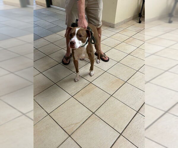 Medium Photo #3 American Pit Bull Terrier-Unknown Mix Puppy For Sale in Virginia Beach, VA, USA