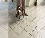 Small #2 American Pit Bull Terrier Mix