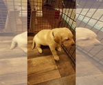 Small Photo #1 Labrador Retriever Puppy For Sale in LOVELAND, CO, USA