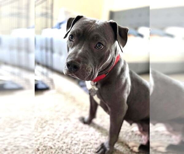 Medium Photo #3 Mutt Puppy For Sale in Rockville, MD, USA