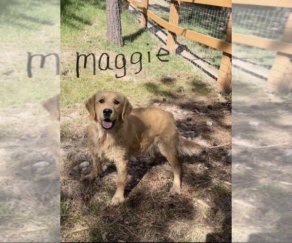 Medium Photo #15 Golden Retriever Puppy For Sale in BYERS, CO, USA