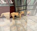 Small #3 Retriever  Mix