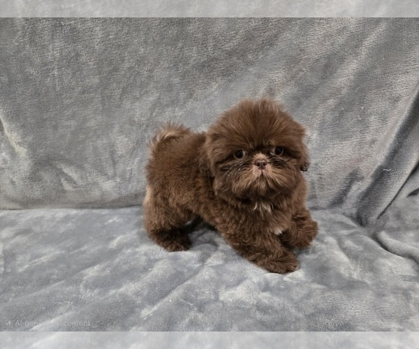 Medium Photo #6 Shih Tzu Puppy For Sale in CARLYLE, IL, USA