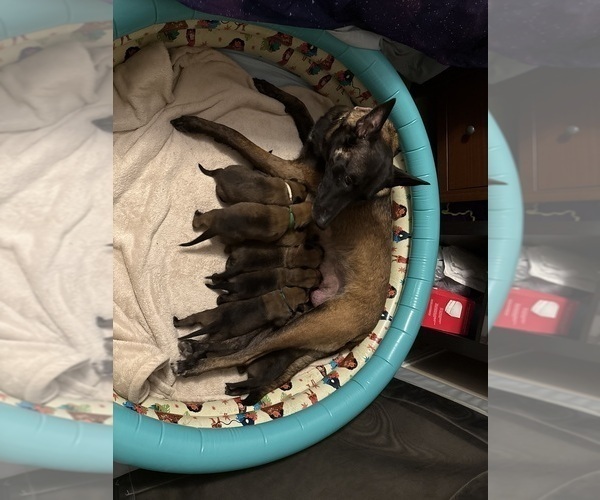 Medium Photo #15 Belgian Malinois Puppy For Sale in JACKSONVILLE, FL, USA