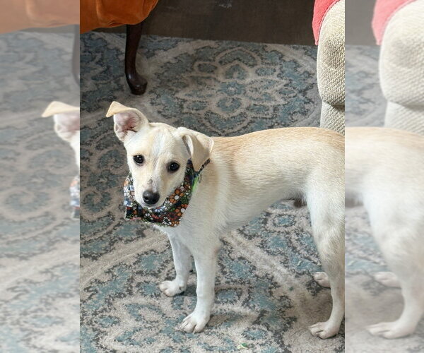 Medium Photo #4 Chihuahua-Unknown Mix Puppy For Sale in San Leon, TX, USA