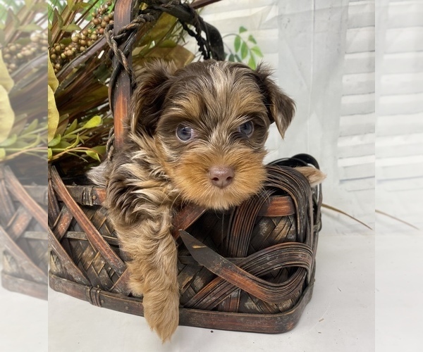 Medium Photo #29 Shorkie Tzu Puppy For Sale in SELLERSBURG, IN, USA