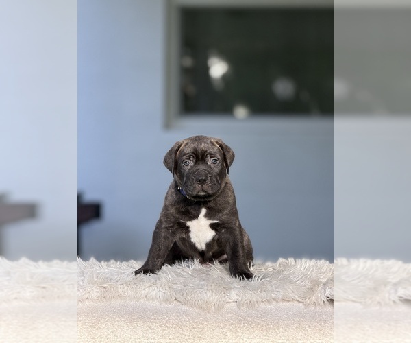 Medium Photo #6 Cane Corso Puppy For Sale in HOLLYWOOD, FL, USA