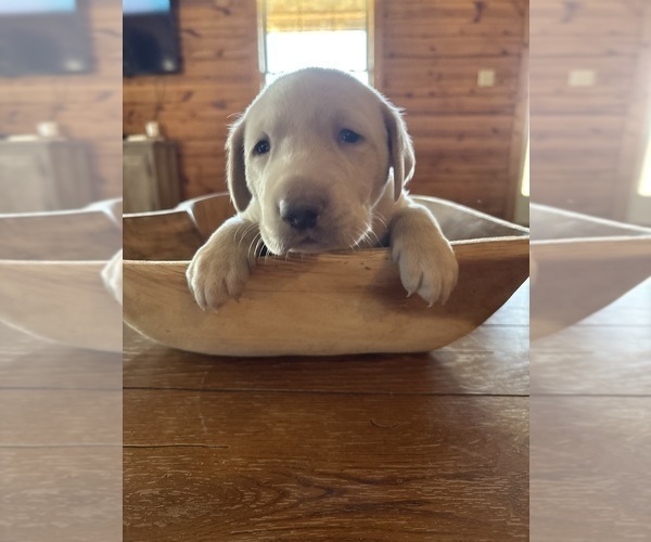 Medium Photo #3 Labrador Retriever Puppy For Sale in LEASBURG, MO, USA