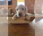 Small #2 Labrador Retriever