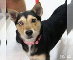 Small #4 Mutt