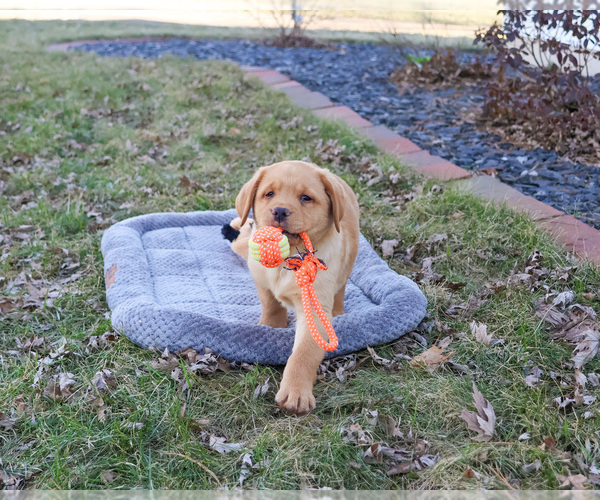 Medium Photo #12 Labrador Retriever Puppy For Sale in SYRACUSE, IN, USA