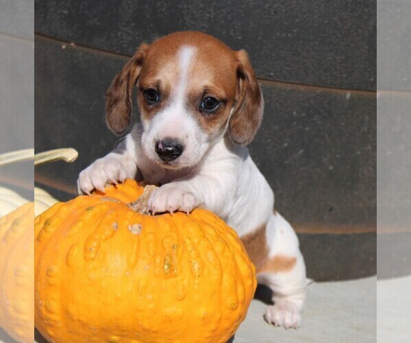 Medium Photo #5 Dachshund Puppy For Sale in MYERSTOWN, PA, USA