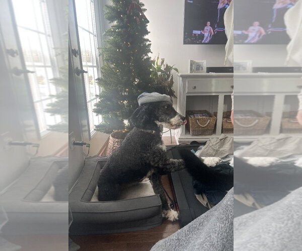 Medium Photo #5 Bernedoodle Puppy For Sale in Strongsville, OH, USA