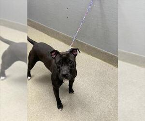 Mutt Dogs for adoption in Las Vegas, NV, USA